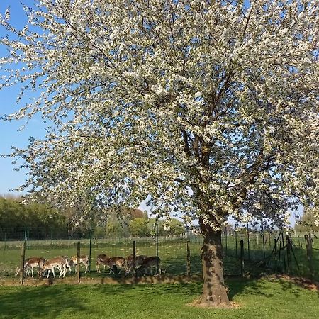 Natuurschoon Vakantiewoning Moorsel Dış mekan fotoğraf